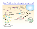 Major Protein-sorting pathways in eukaryotic cells