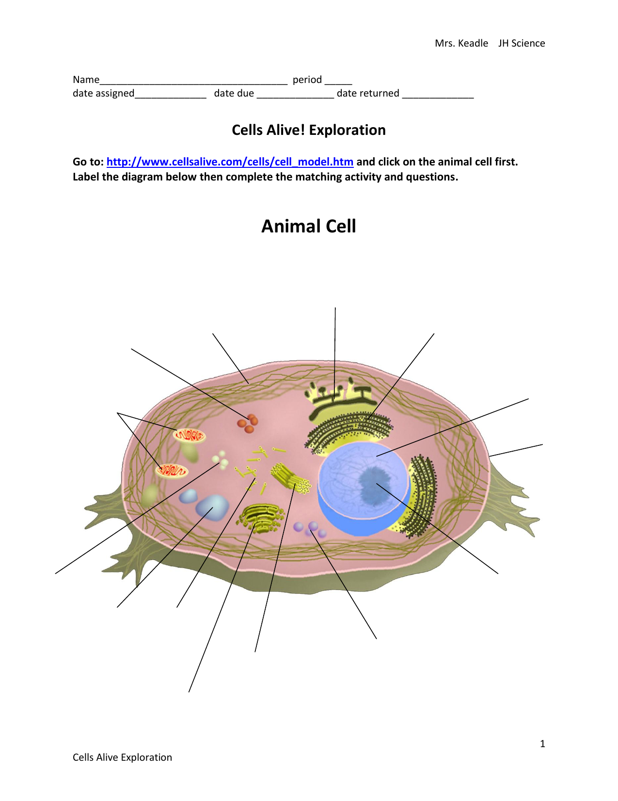 Animal Cell - gwisd.esc22.net With Cells Alive Worksheet Answer Key