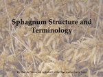 Sphagnum Structure and Terminology