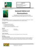 Seaweed Habitat and Photosynthesis