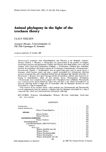 Animal phylogeny in the light of the trochaea theory