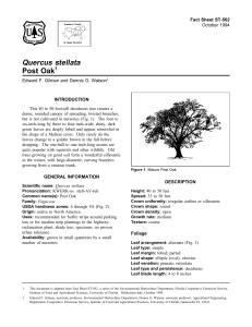 Quercus stellata Post Oak - Environmental Horticulture