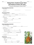 Biology Notes: Seeded Vascular Plants Gymnosperms