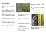 Brown Spot of Rice - Guyana Rice Development Board