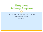 Enzymes: Salivary Amylase