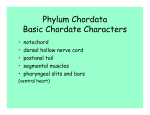 Phylum Chordata Basic Chordate Characters