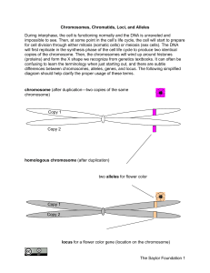 Chromosomes, Chromatids, Loci, and Alleles