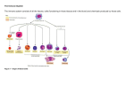 The Immune System The immune system consists of all the tissues