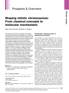 Shaping mitotic chromosomes: From classical concepts to molecular