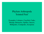 Phylum Arthropoda `Jointed Feet`