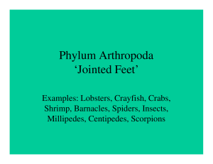 Phylum Arthropoda `Jointed Feet`