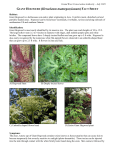 GIANT HOGWEED (Heracleum mantegazzianum) FACT SHEET