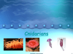 Cnidarians - cloudfront.net
