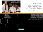 Bacterial Transformation