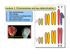 Lecture 3: Chromosomes and sex determination