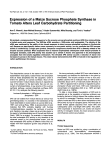 Expression of a Maize Sucrose Phosphate Synthase