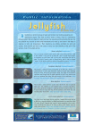 All jellyfish are rather like bags of water and contain only feeding