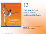 The Spinal Cord, Spinal Nerves, and Spinal Reflexes