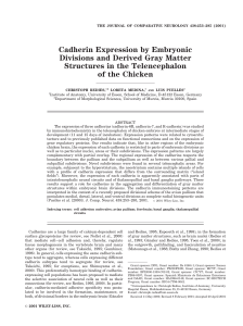 Cadherin Expression by Embryonic Divisions and