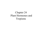 Chapter 24 Plant Hormones and Tropisms