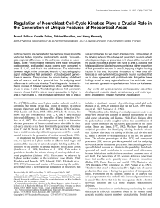 Regulation of Neuroblast Cell-Cycle Kinetics Plays a Crucial Role in