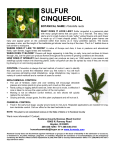 sulfur cinquefoil - Kootenai County Noxious Weed Control