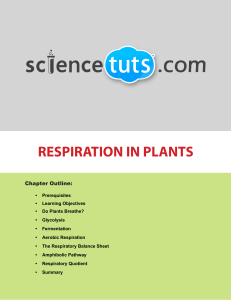 respiration in plants
