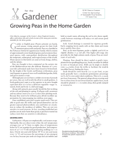Peas in the Home Garden