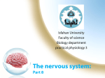 (cranial) nerves