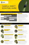 canola insect scouting guide