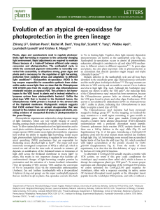 Evolution of an atypical de-epoxidase for photoprotection in the