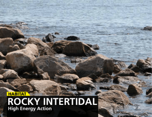 rocky intertidal - Long Island Sound Study