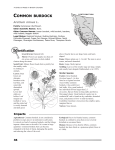 common burdock - Ministry of Forests, Lands and Natural Resource