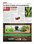 Get down to basics of corn production