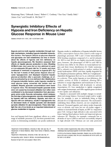 Synergistic Inhibitory Effects of Hypoxia and Iron