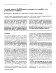 An acidic region of the 89K murine cytomegalovirus immediate early