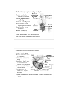 The Vertebrate (mostly human) Digestive System Mouth