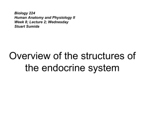 Overview of the structures of the endocrine system
