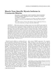 Muscle Type–Specific Myosin Isoforms in Crustacean Muscles