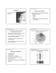 Chapter 7 What are bacteria?