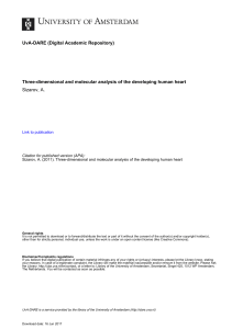 Three-dimensional and molecular analysis of the developing human