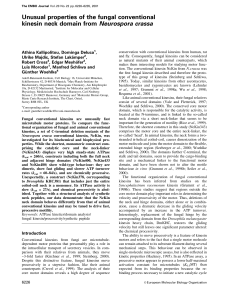 Unusual properties of the fungal conventional kinesin neck domain