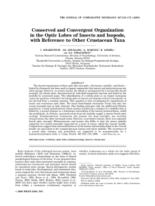 Conserved and Convergent Organization in the Optic Lobes of