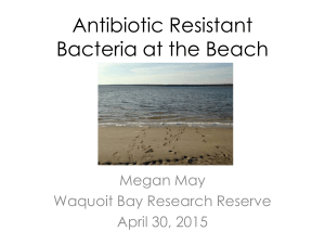 Antibiotic Resistant Bacteria at the Beach