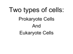 Two types of cells