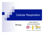 Cell Respiration copy
