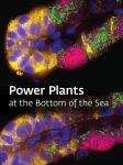 Power Plants at the Bottom of the Sea - Max-Planck
