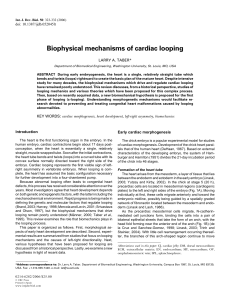 Biophysical mechanisms of cardiac looping