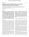 Deletion mutant of FGFR4 induces onion