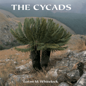 The Cycads